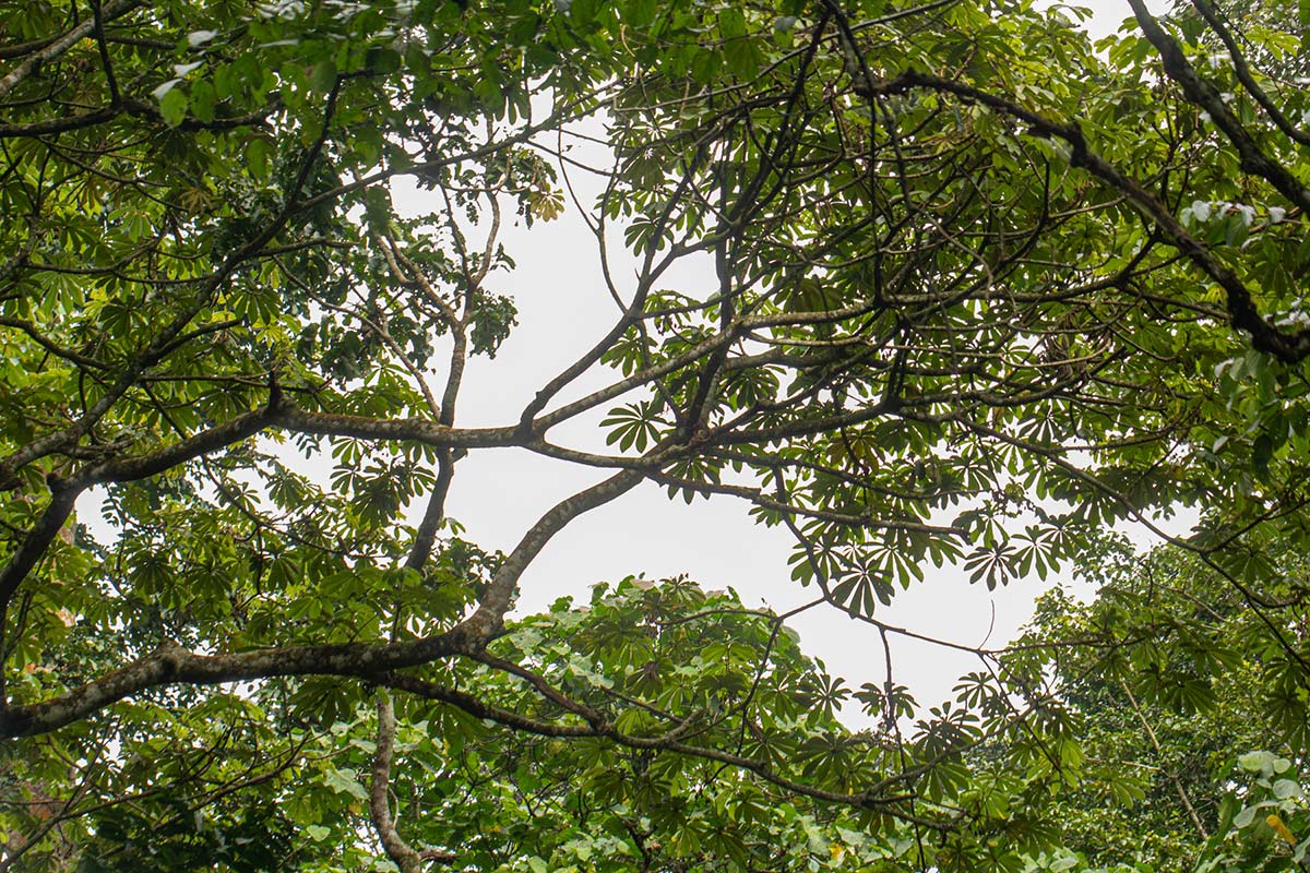 Musanga leo-errerae Musanga leo-errerae