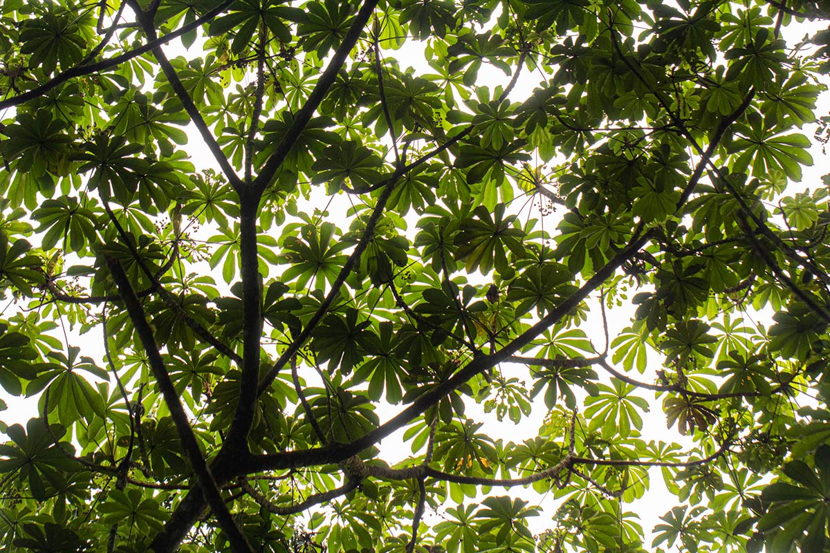 Musanga leo-errerae Musanga leo-errerae