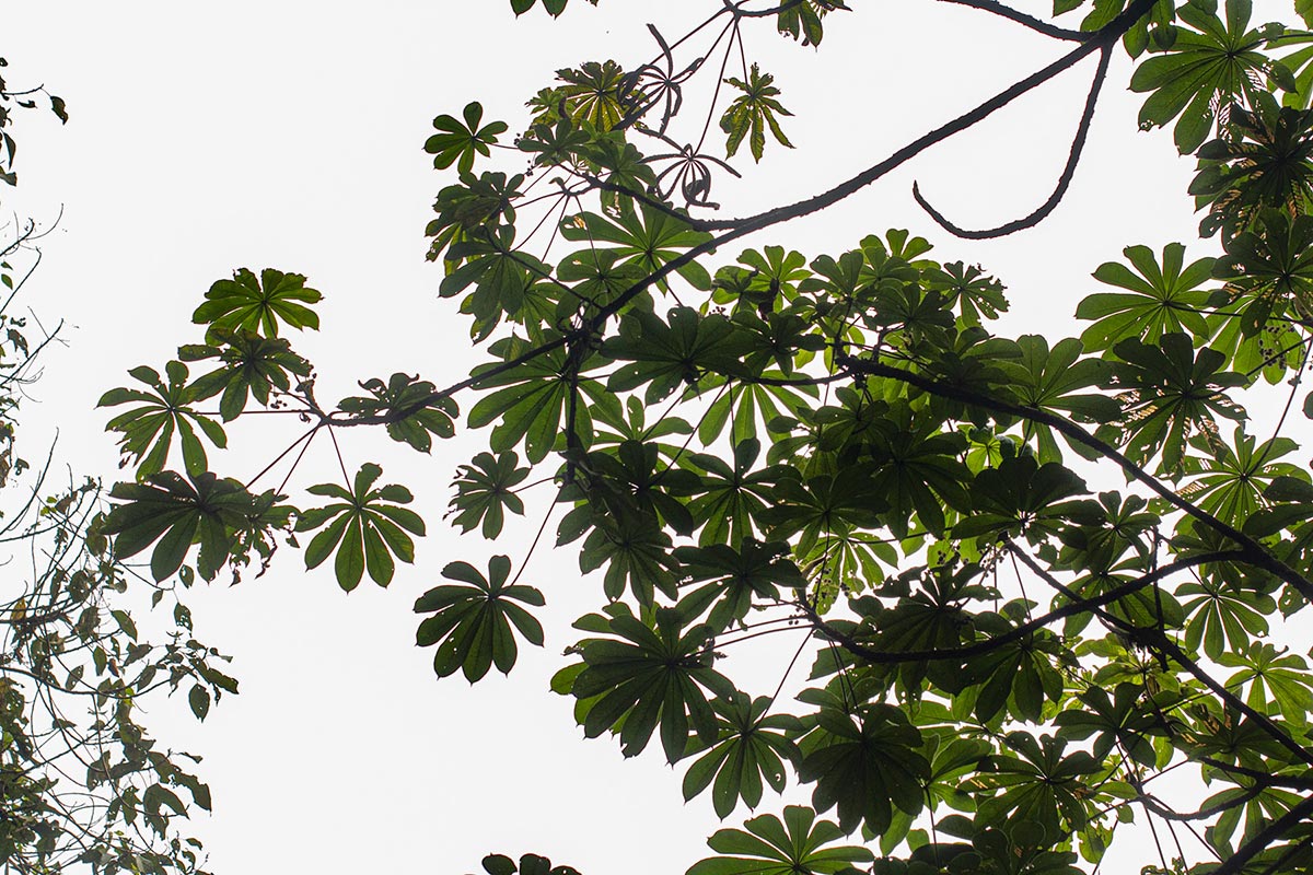 Musanga leo-errerae Musanga leo-errerae