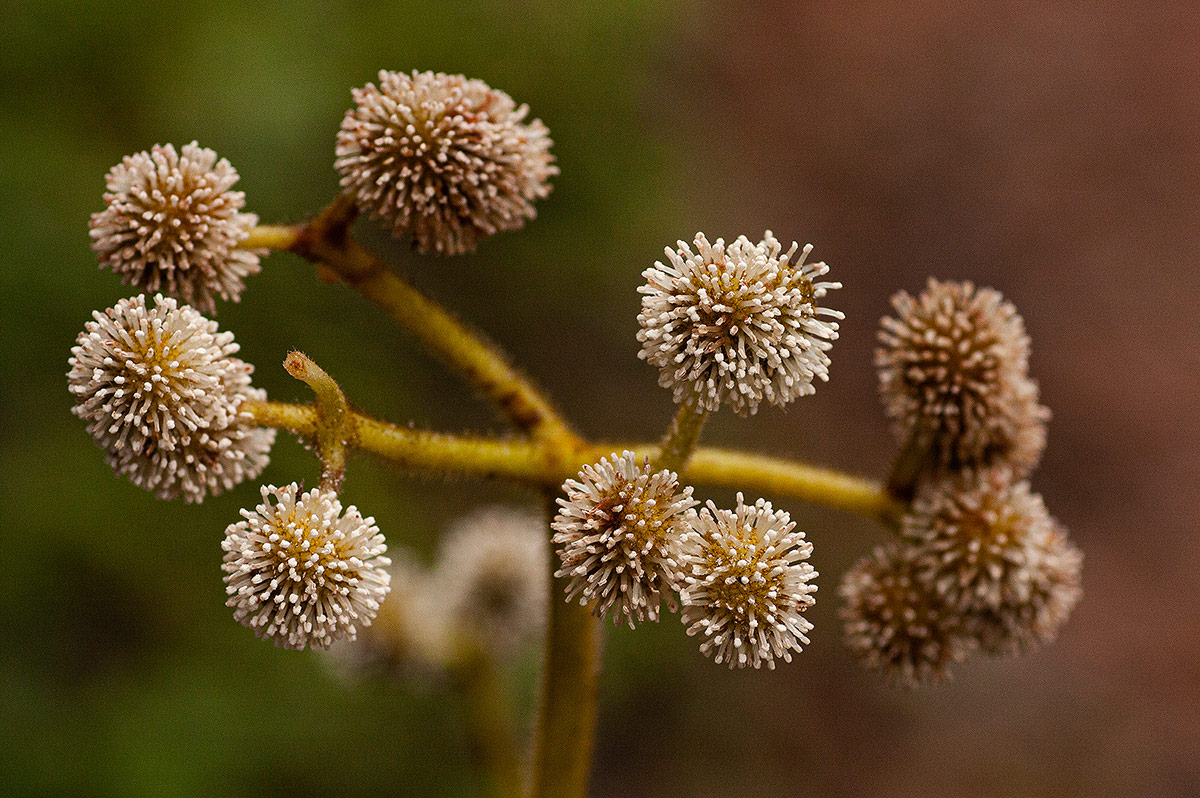 Musanga leo-errerae Musanga leo-errerae