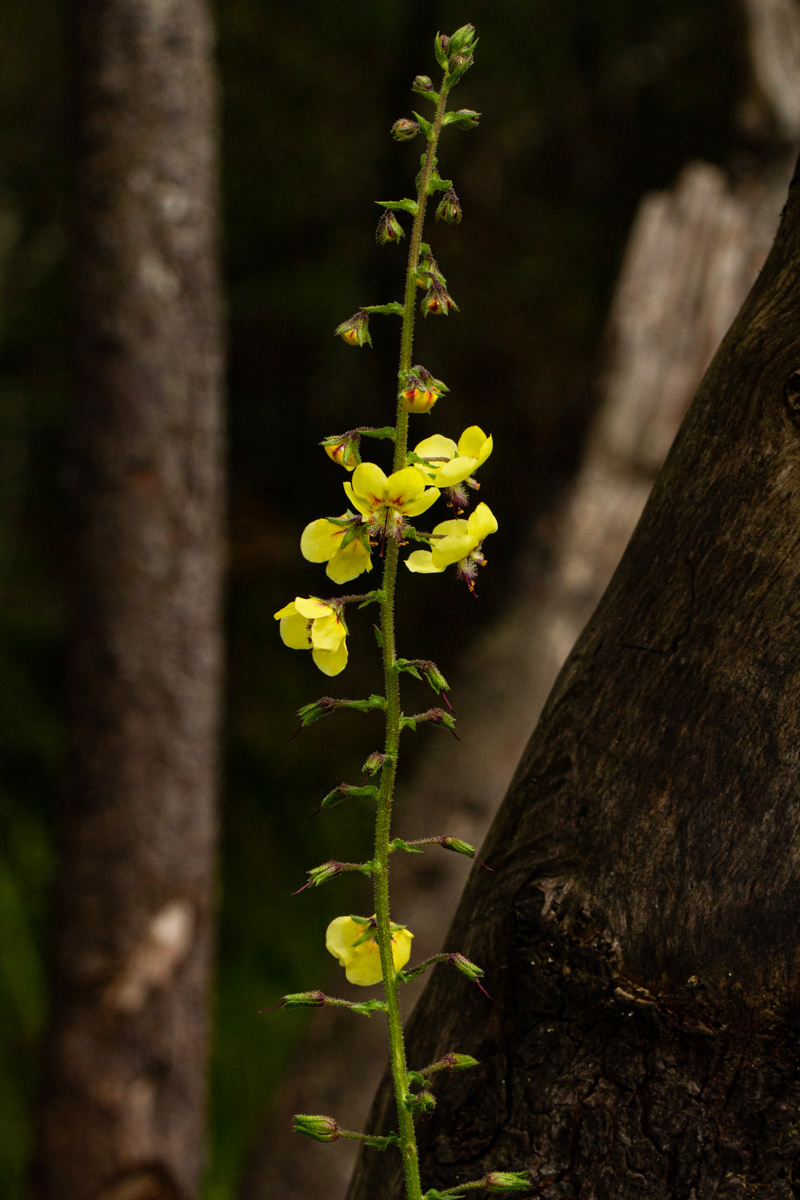 Verbascum brevipedicellatum Verbascum brevipedicellatum