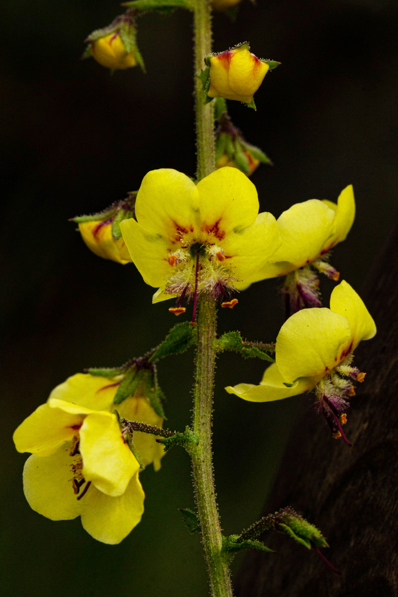 Verbascum brevipedicellatum Verbascum brevipedicellatum