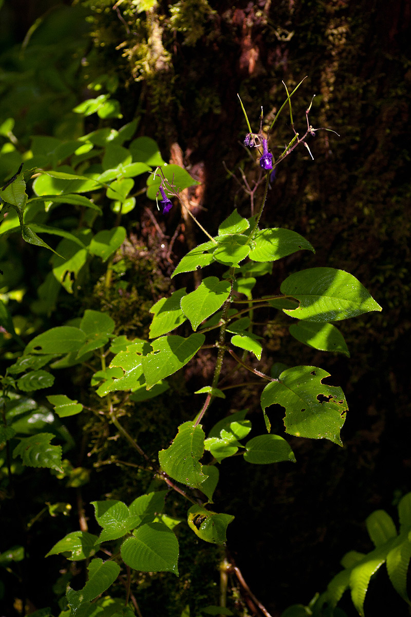 Streptocarpus glandulosissimus