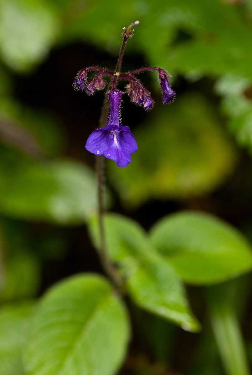 Streptocarpus glandulosissimus