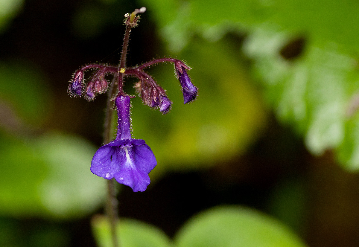 Streptocarpus glandulosissimus