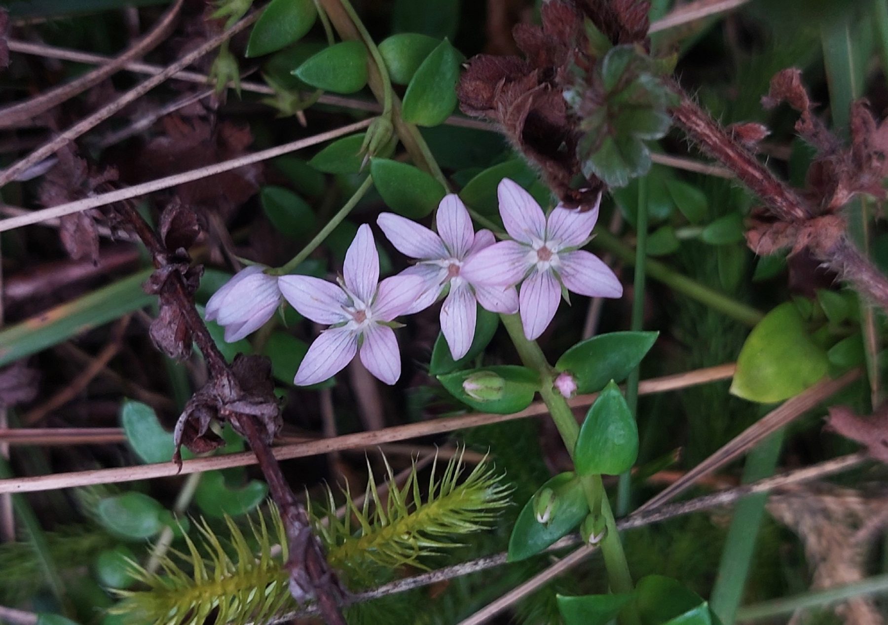 Lysimachia angustiloba