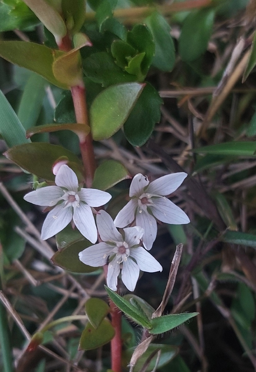 Lysimachia angustiloba
