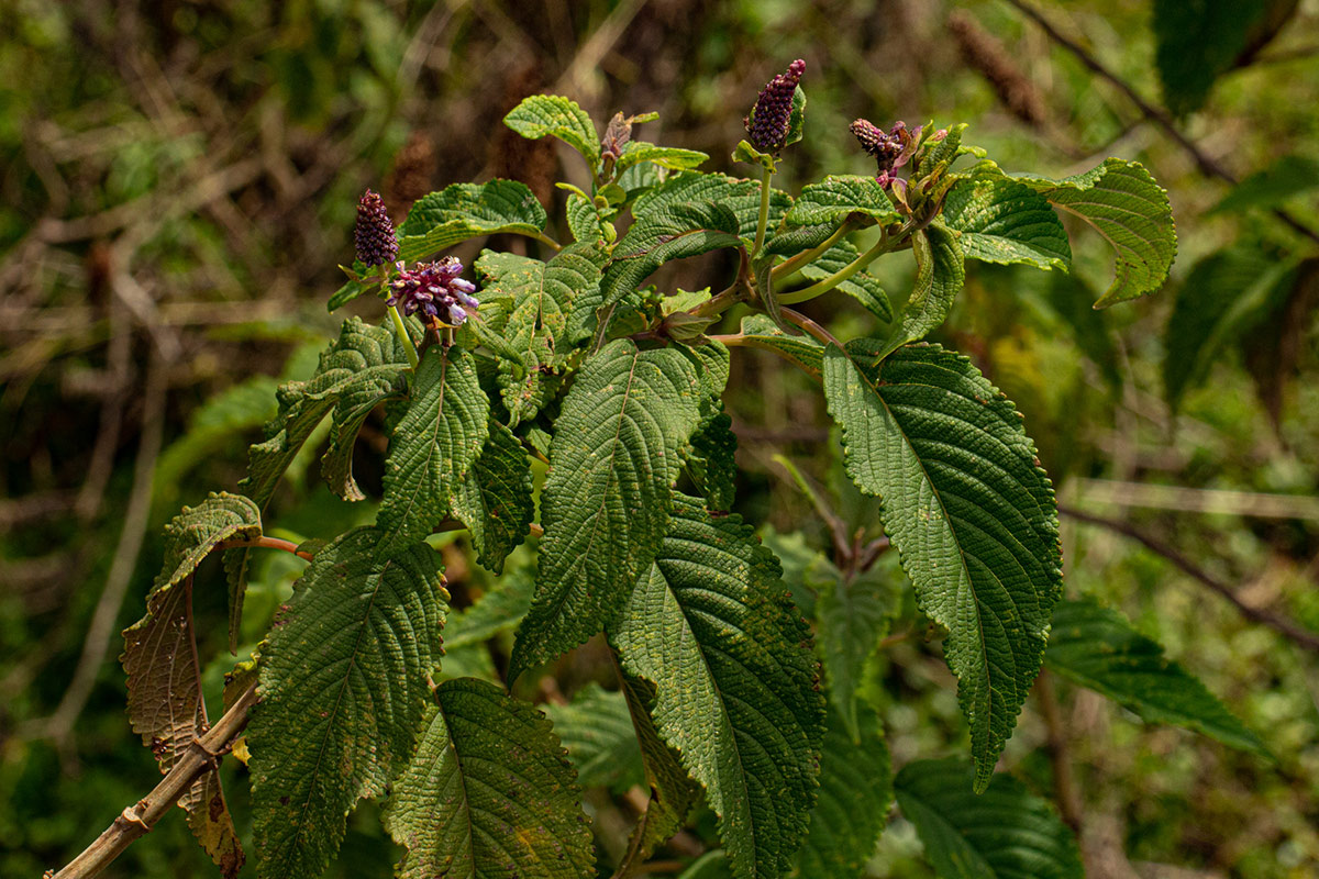 Coleus goetzenii Coleus goetzenii