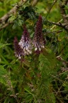 Coleus goetzenii