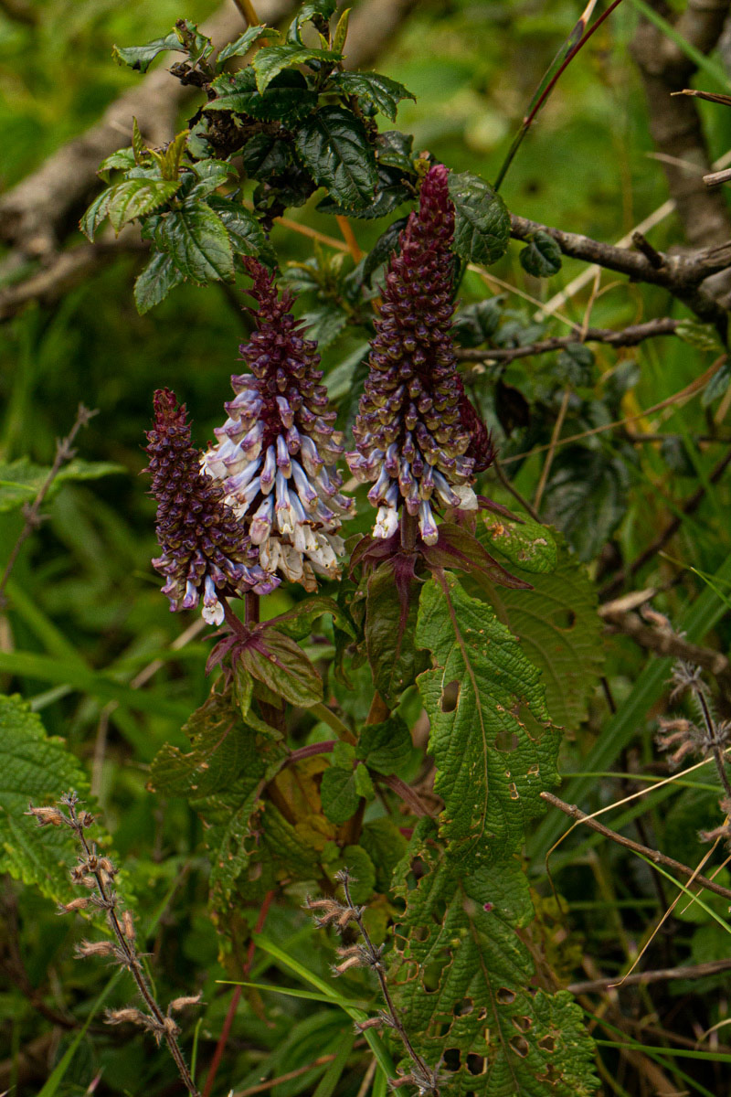 Coleus goetzenii Coleus goetzenii