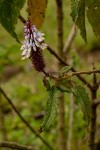 Coleus goetzenii