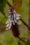 Coleus goetzenii