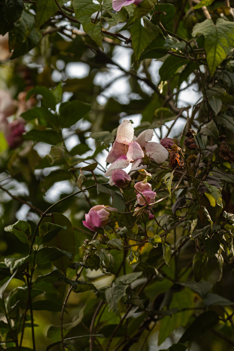 Thunbergianthus ruwenzoriensis Thunbergianthus ruwenzoriensis