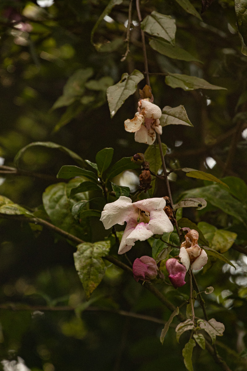 Thunbergianthus ruwenzoriensis Thunbergianthus ruwenzoriensis