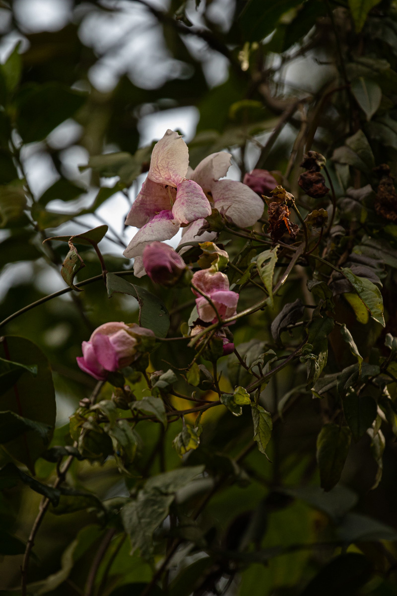 Thunbergianthus ruwenzoriensis