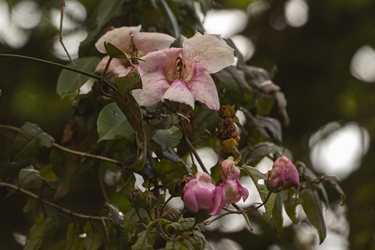 Thunbergianthus ruwenzoriensis