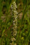 Platostoma montanum