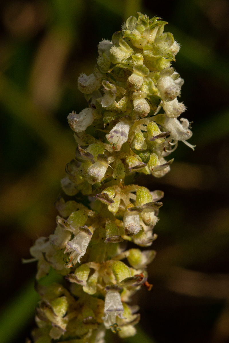 Platostoma montanum Platostoma montanum