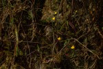 Utricularia troupinii