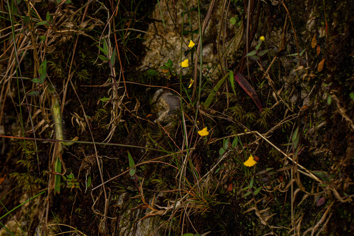 Utricularia troupinii Utricularia troupinii