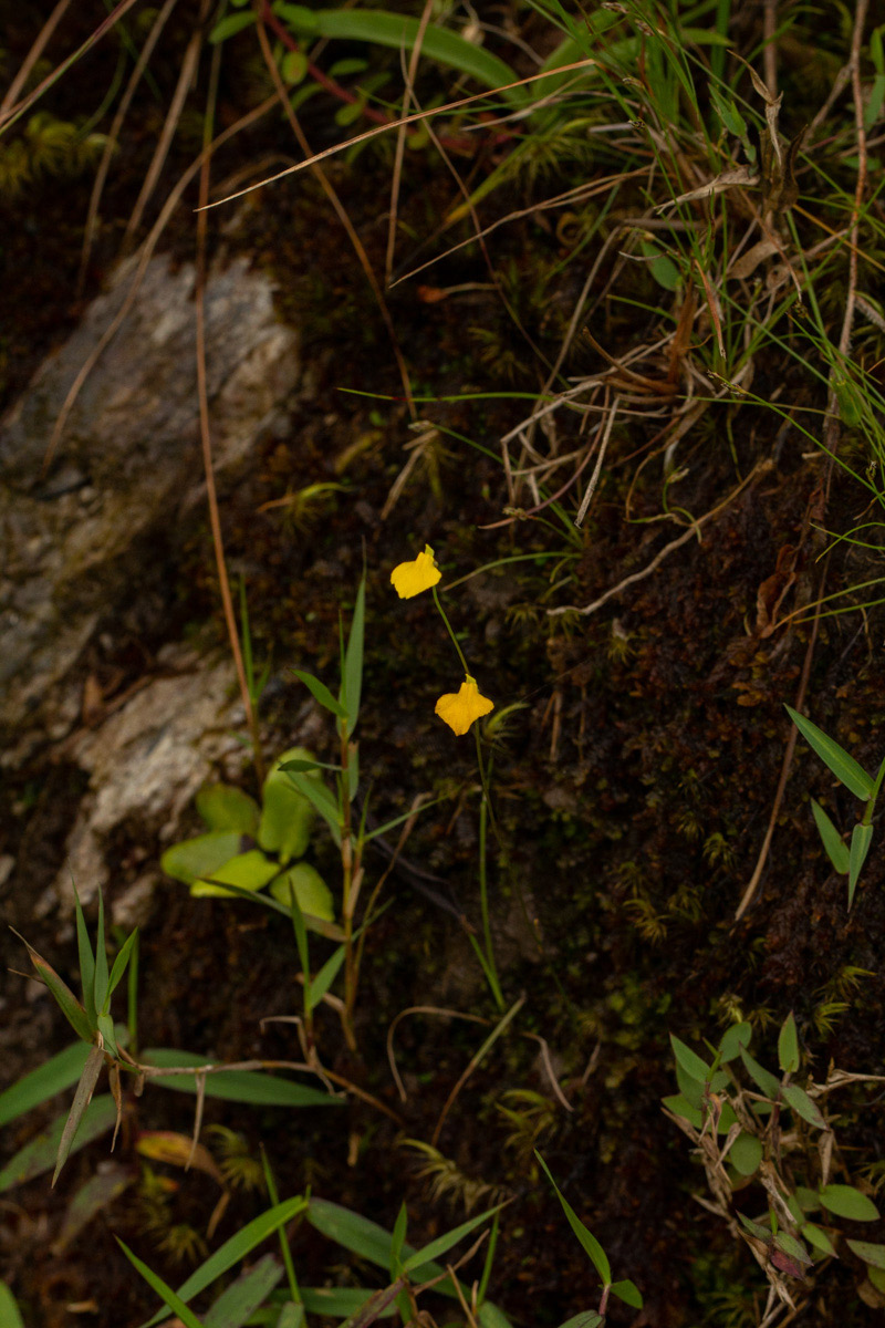 Utricularia troupinii Utricularia troupinii