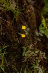 Utricularia troupinii