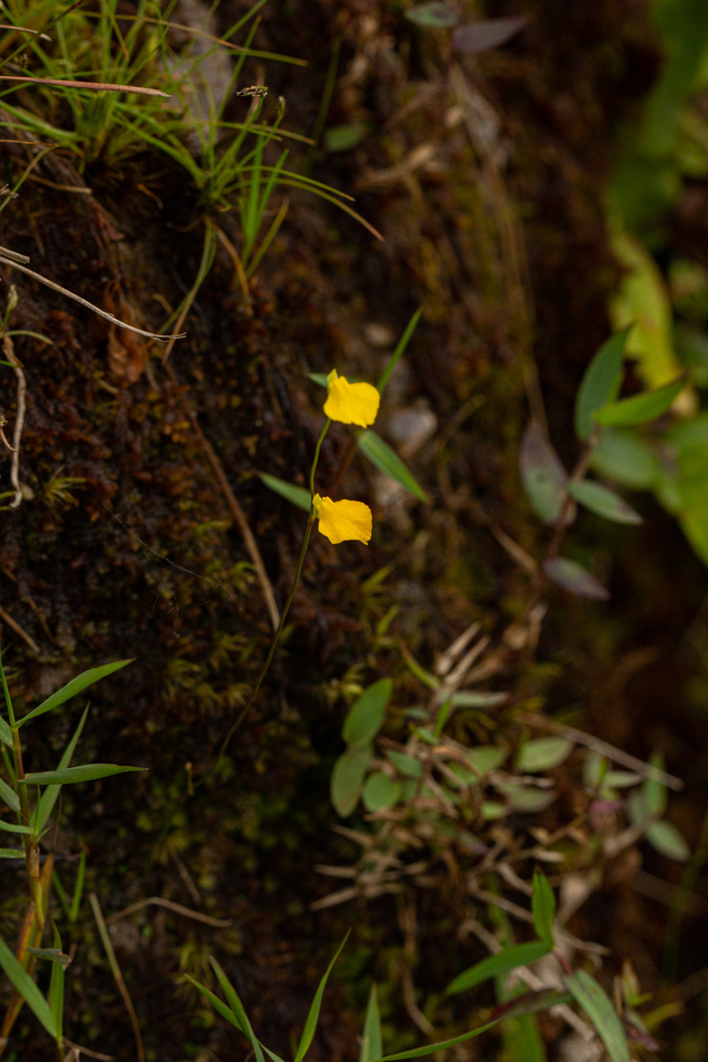 Utricularia troupinii Utricularia troupinii