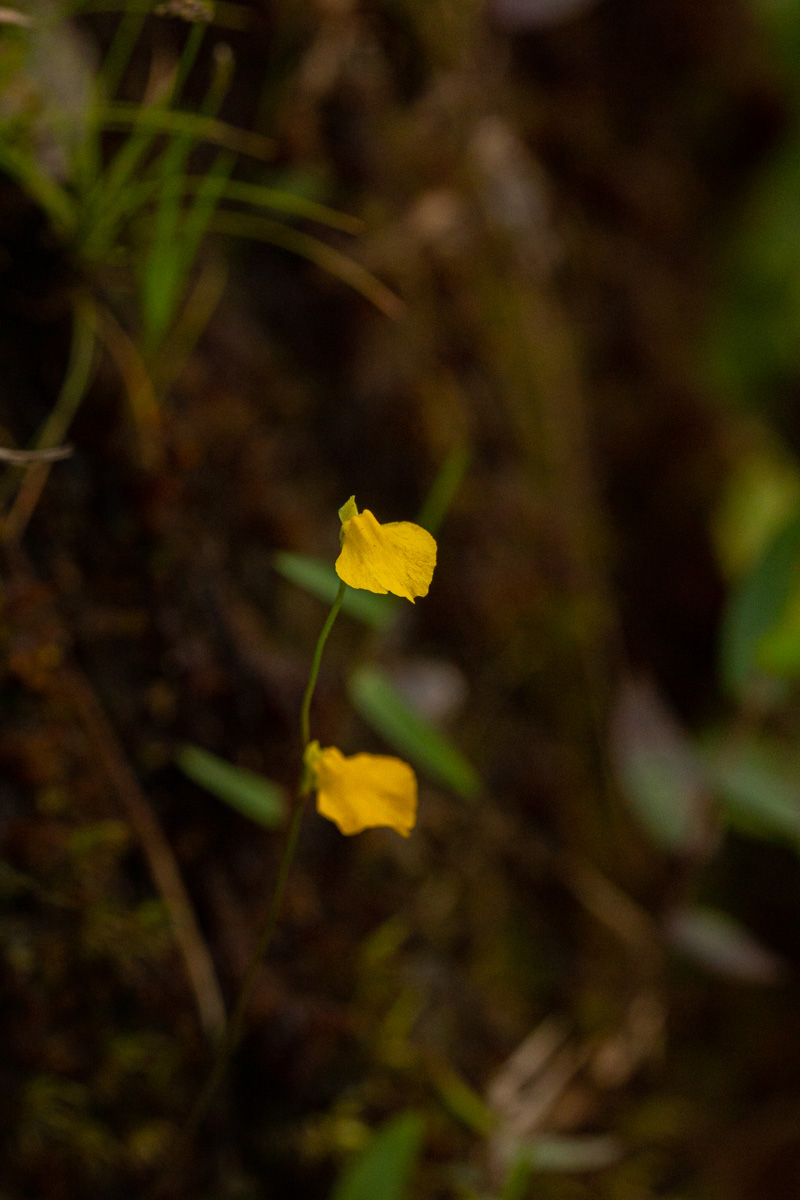 Utricularia troupinii Utricularia troupinii