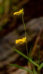 Utricularia troupinii
