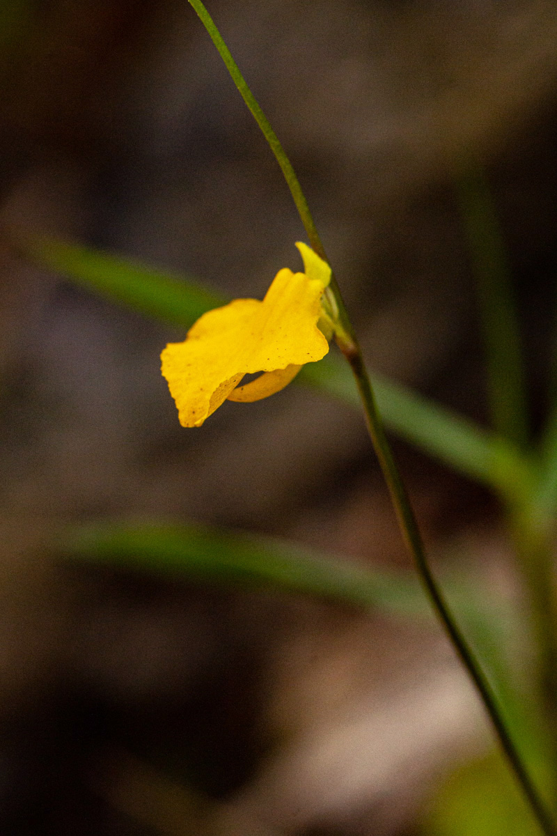 Utricularia troupinii Utricularia troupinii
