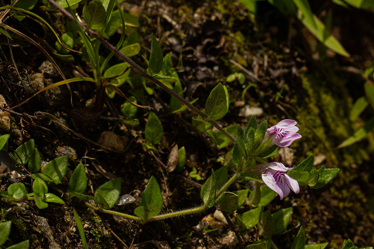 Justicia amanda subsp. amanda Justicia amanda subsp. amanda