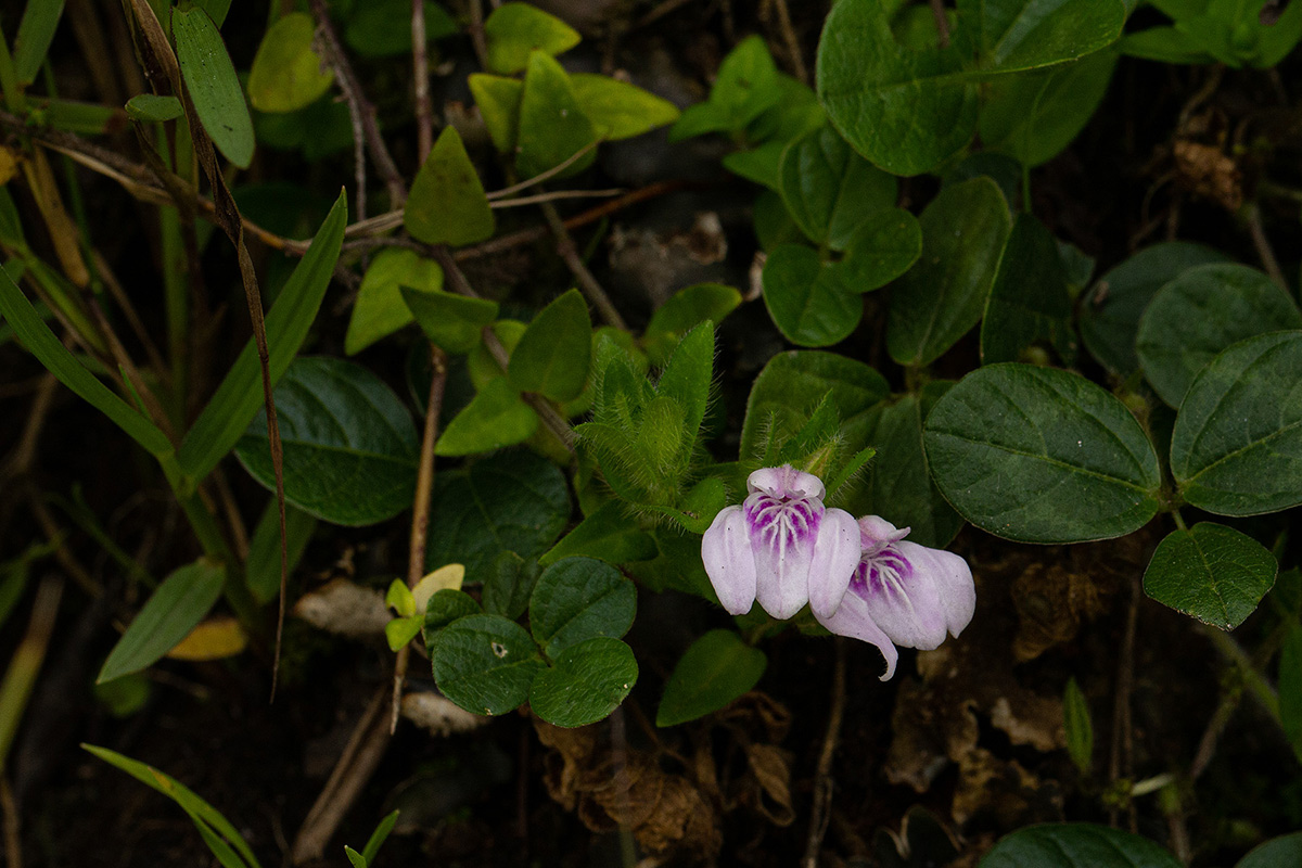 Justicia amanda subsp. amanda Justicia amanda subsp. amanda