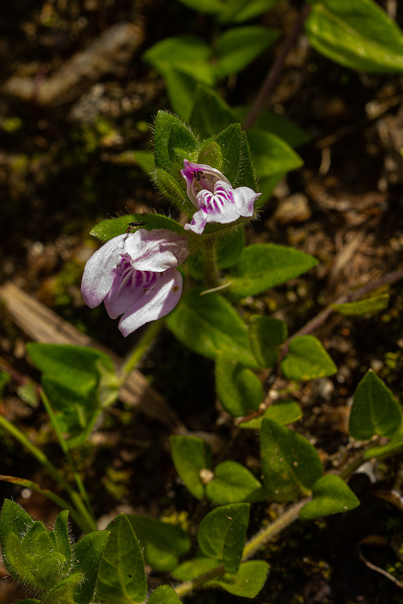 Justicia amanda subsp. amanda Justicia amanda subsp. amanda