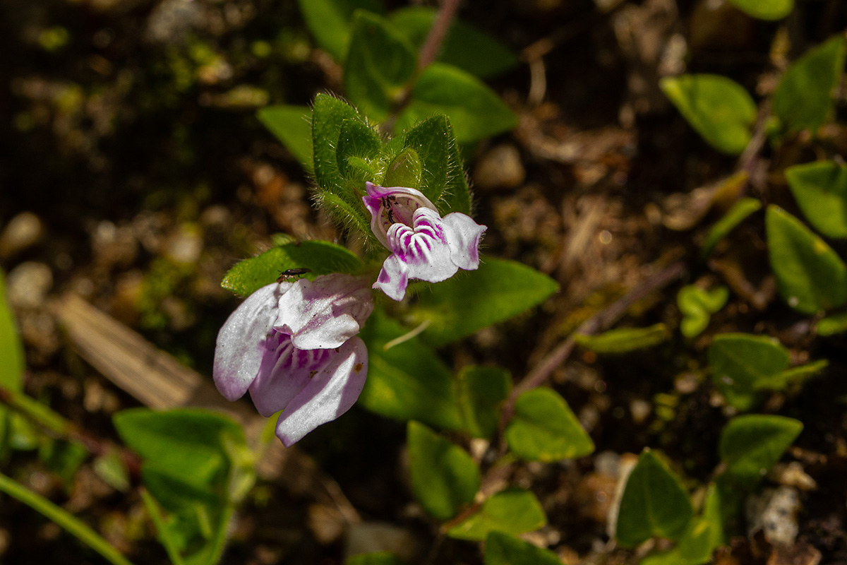 Justicia amanda subsp. amanda Justicia amanda subsp. amanda