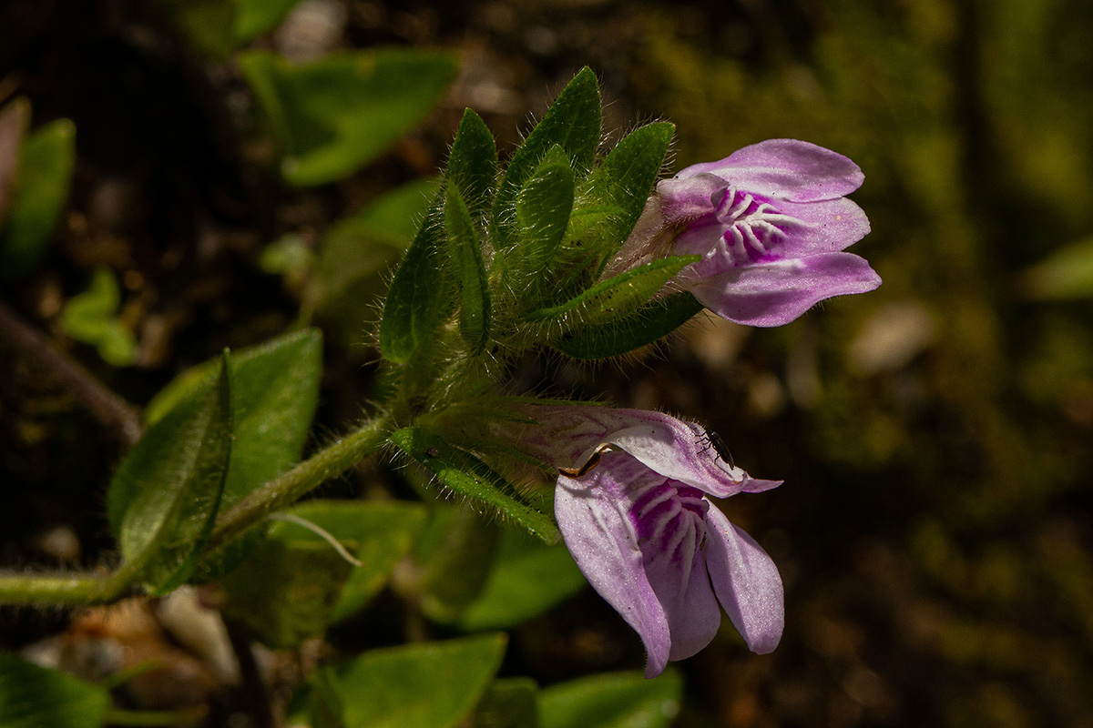Justicia amanda subsp. amanda Justicia amanda subsp. amanda