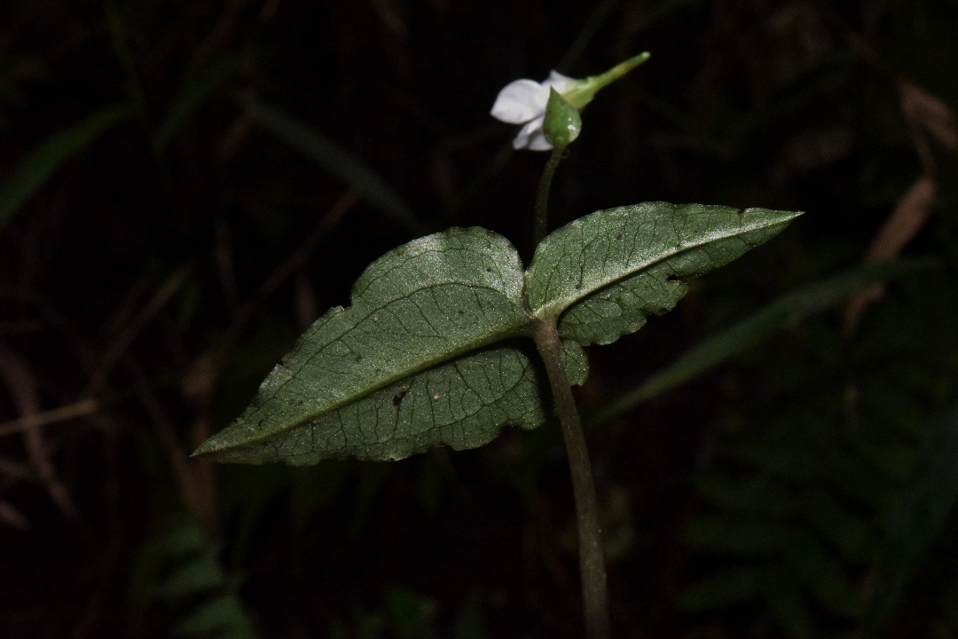 Disperis reklieberae Disperis reklieberae