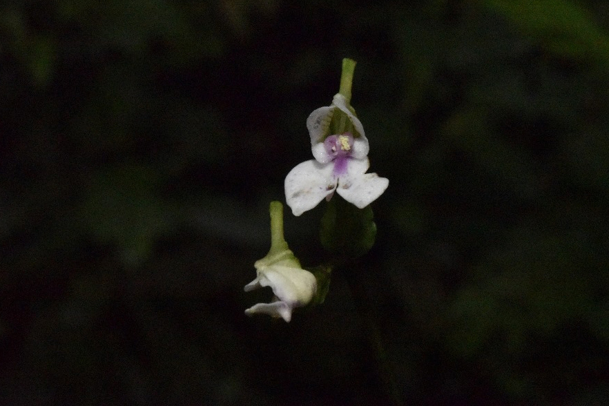 Disperis reklieberae Disperis reklieberae