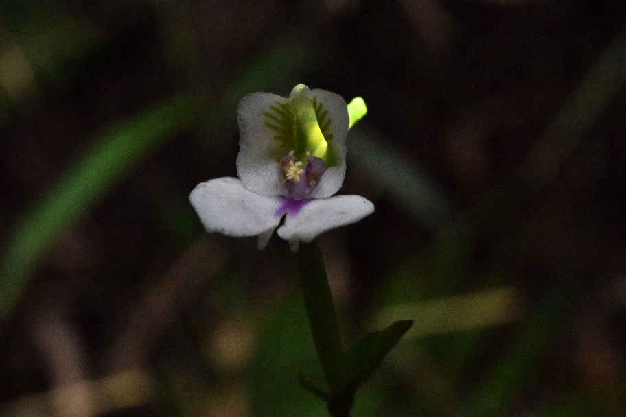 Disperis reklieberae