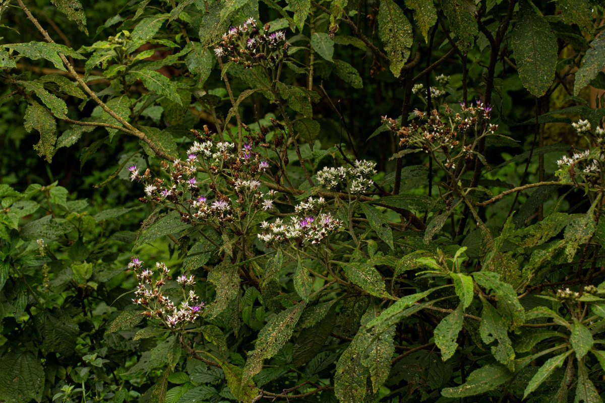 Vernonia kirungae
