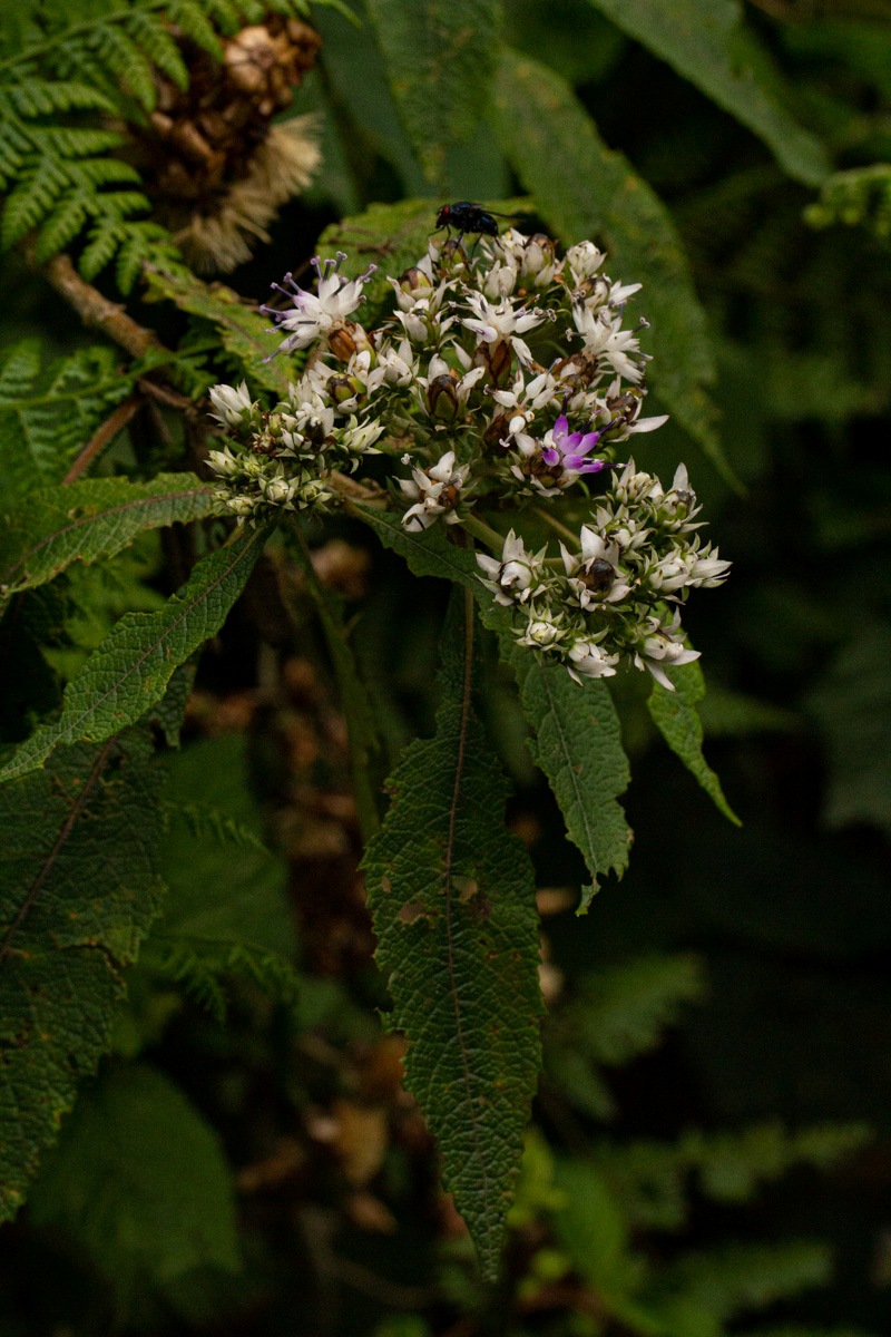 Vernonia kirungae