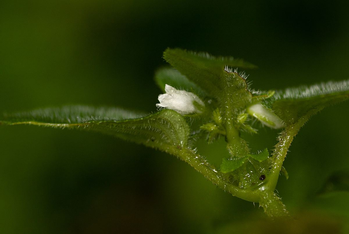 Streptocarpus kamerunensis Streptocarpus kamerunensis