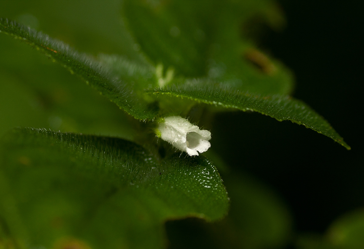Streptocarpus kamerunensis Streptocarpus kamerunensis