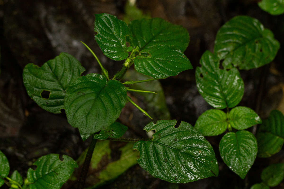 Streptocarpus kamerunensis
