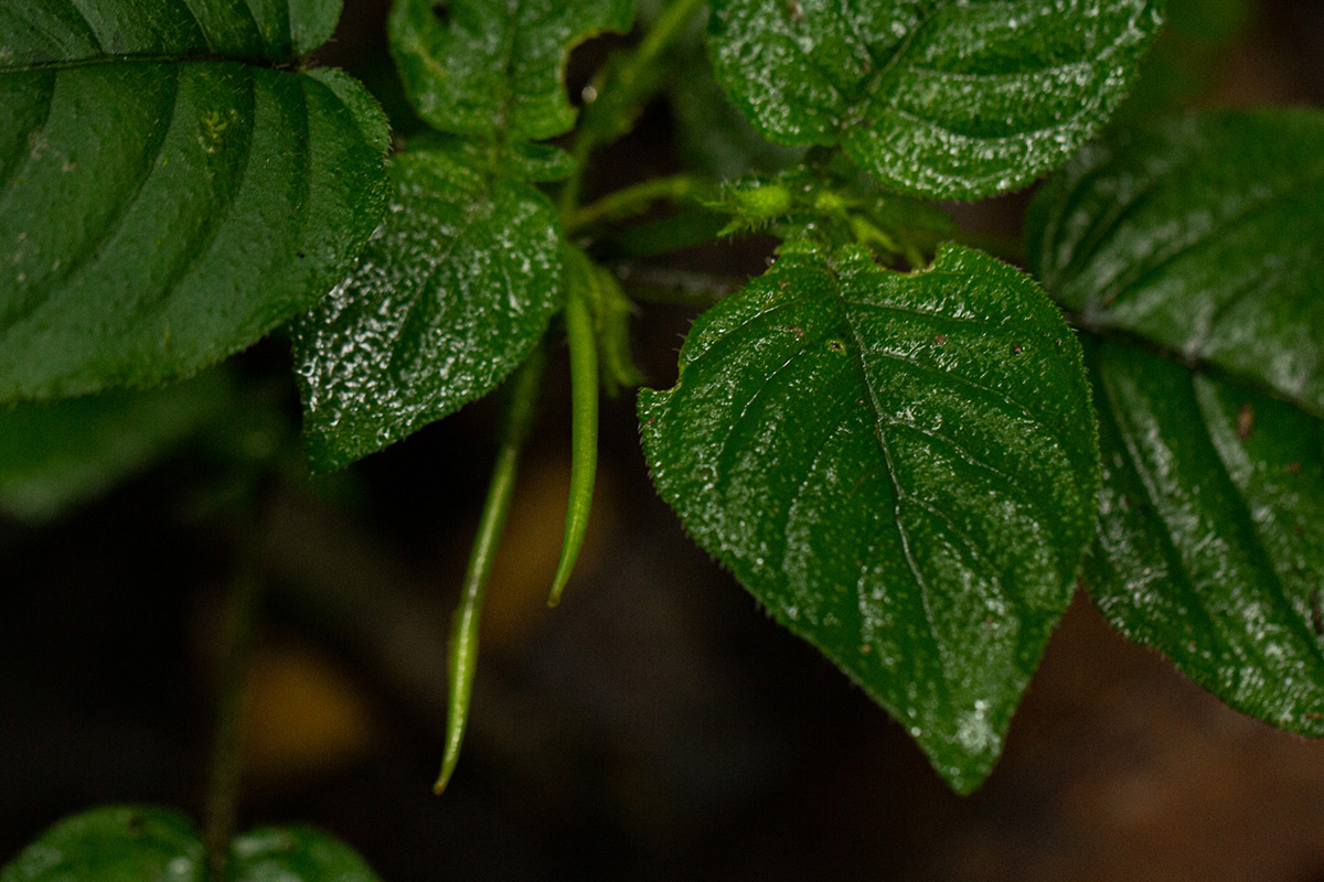 Streptocarpus kamerunensis Streptocarpus kamerunensis
