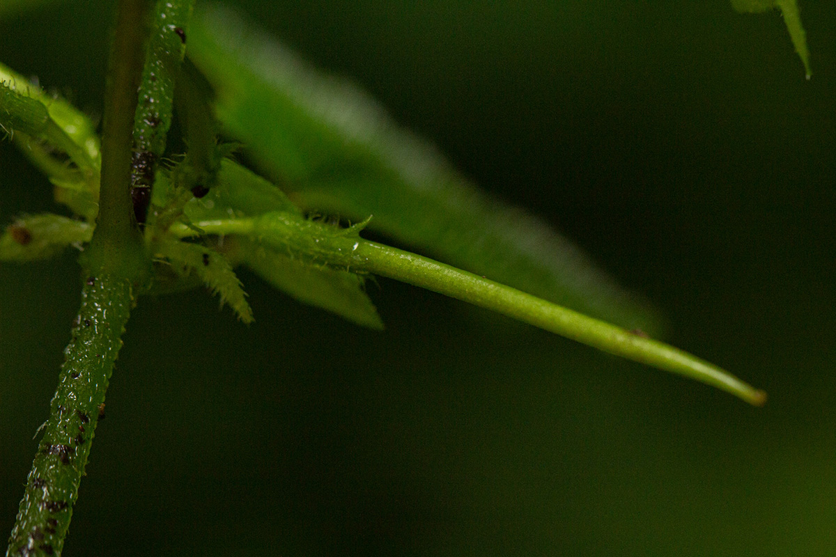 Streptocarpus kamerunensis Streptocarpus kamerunensis
