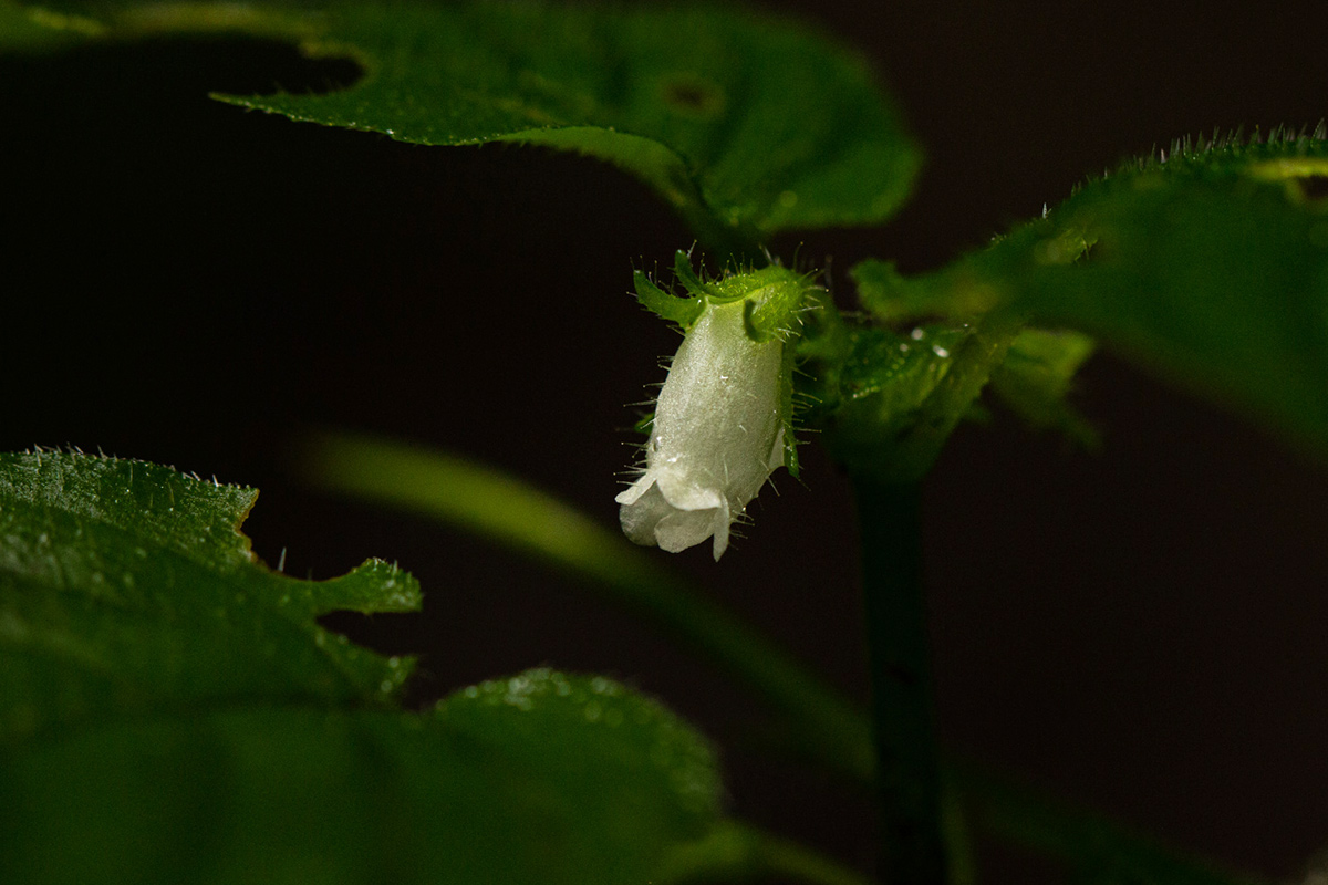 Streptocarpus kamerunensis Streptocarpus kamerunensis