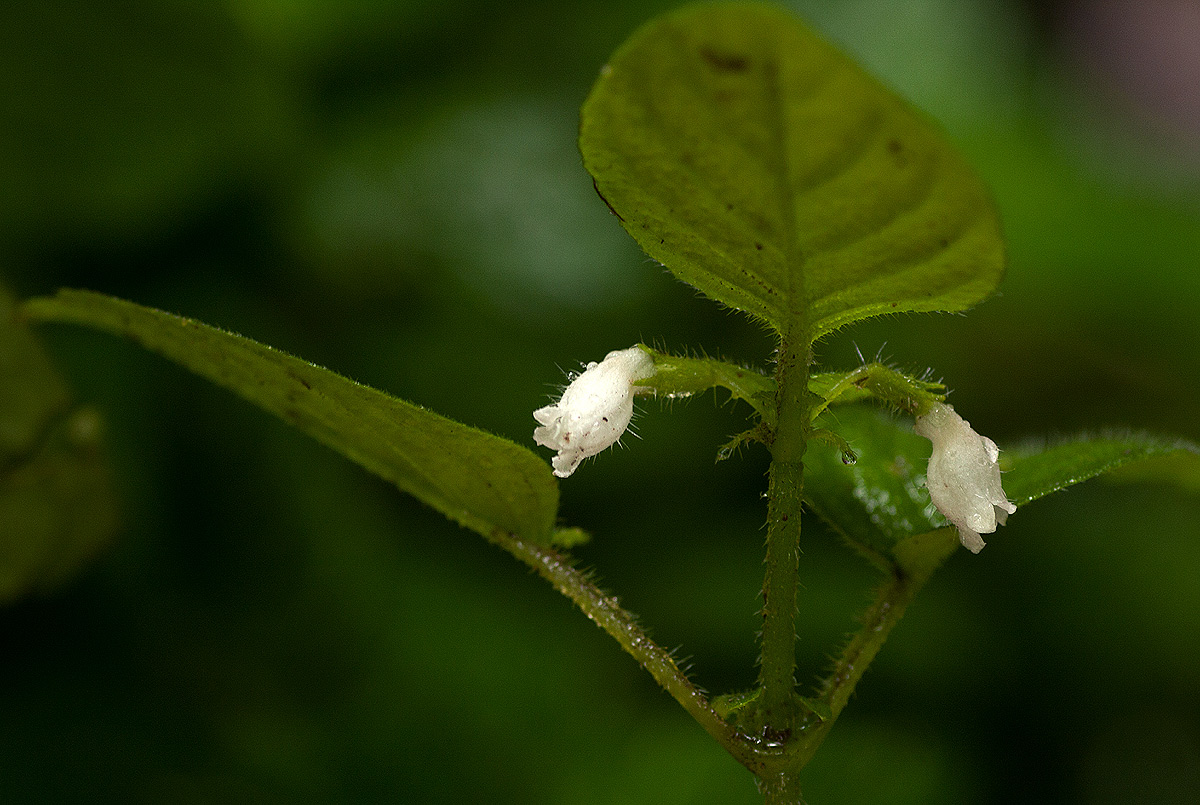 Streptocarpus kamerunensis Streptocarpus kamerunensis