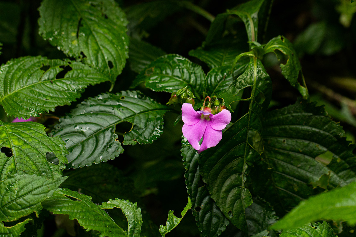 Impatiens erecticornis