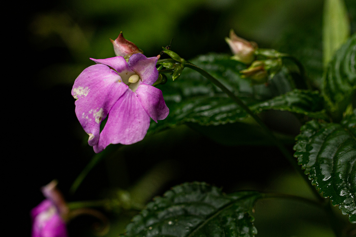 Impatiens erecticornis