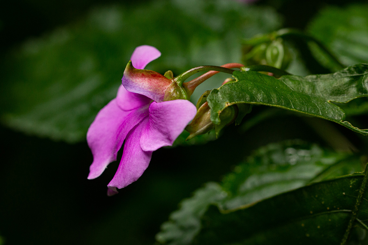 Impatiens erecticornis